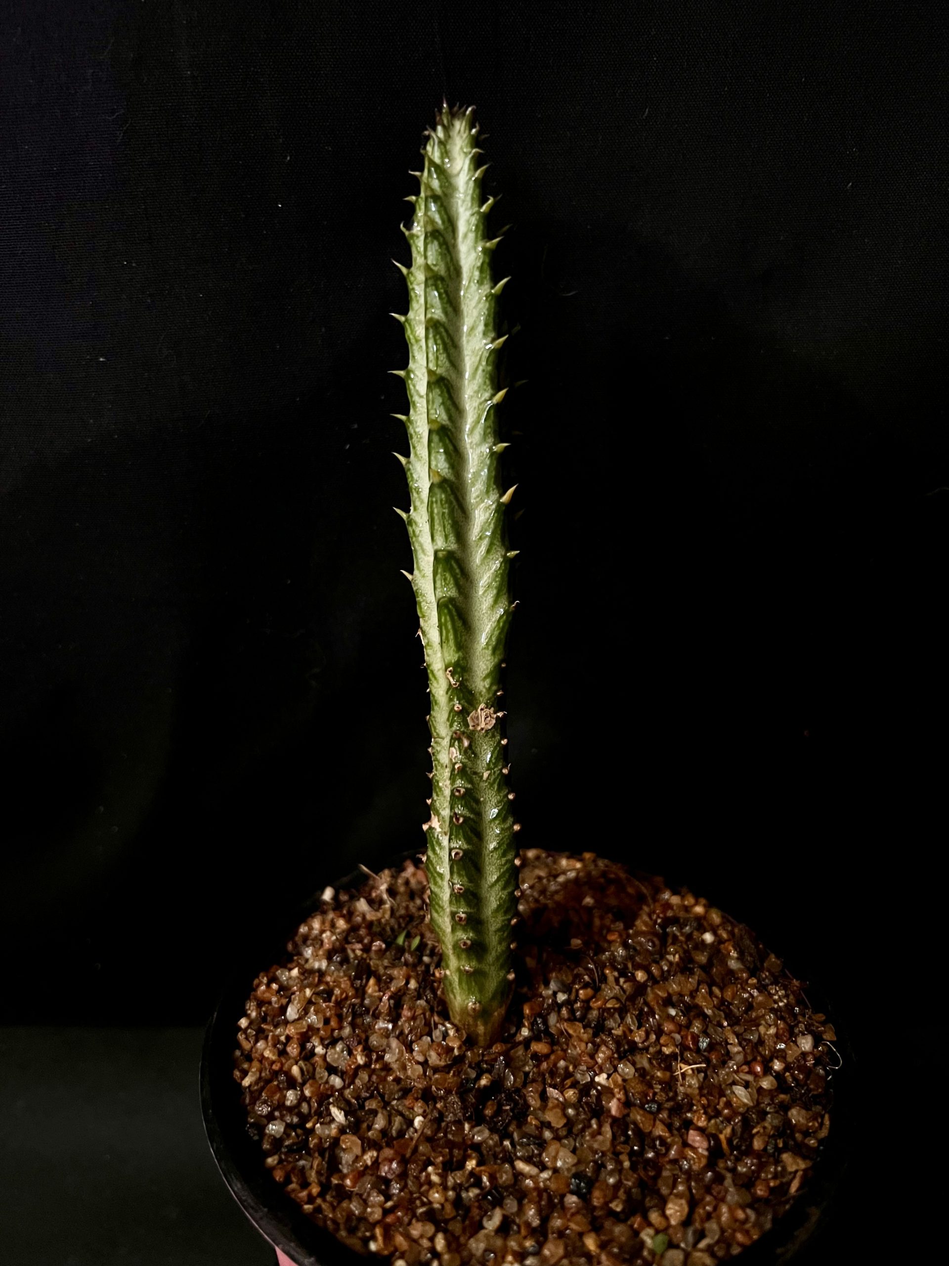 Senecio stapeliaformis