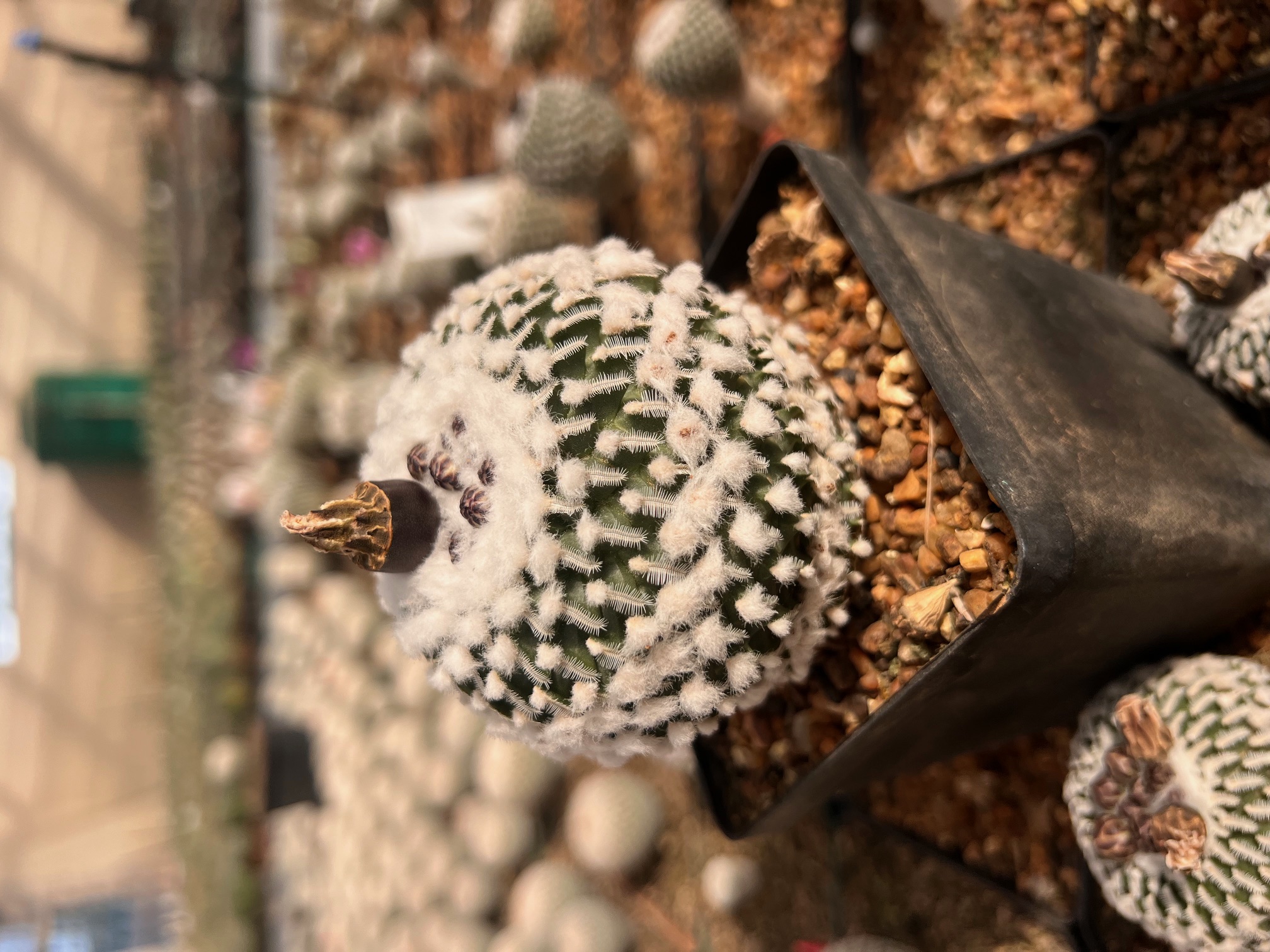Solisia pectinata