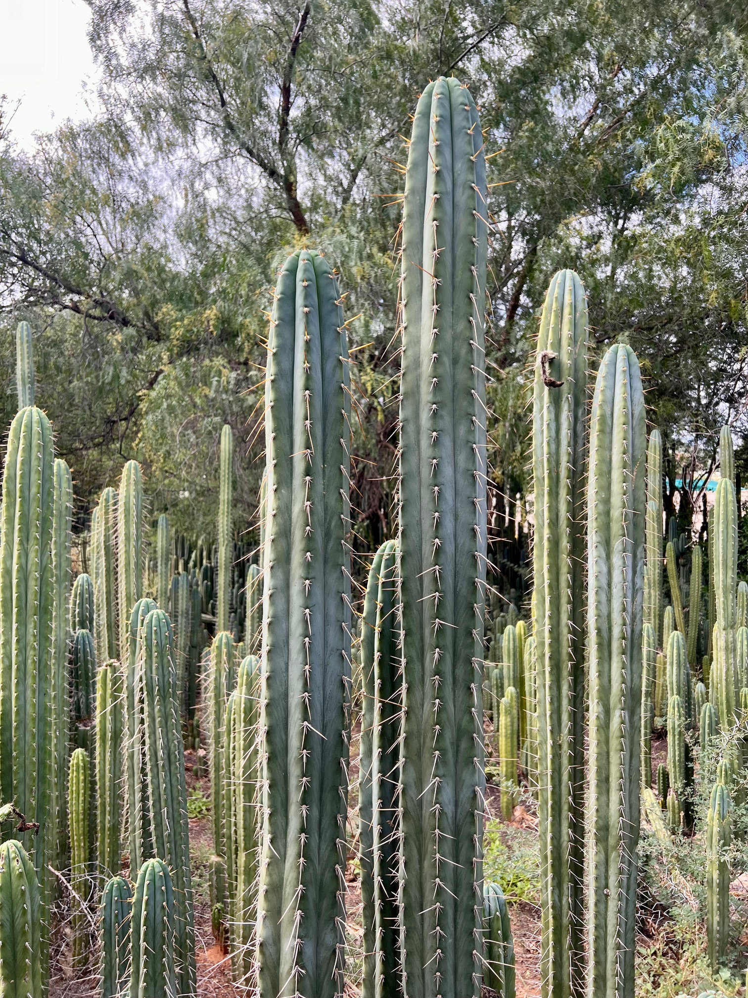 Trichocereus pachanoi