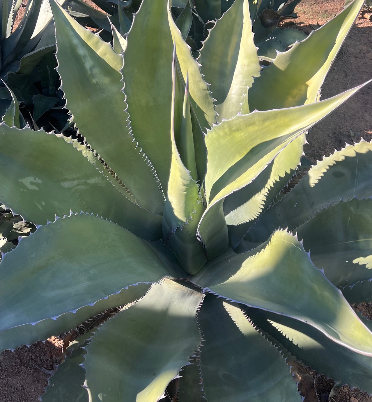 Agave salmiana var. Ferox