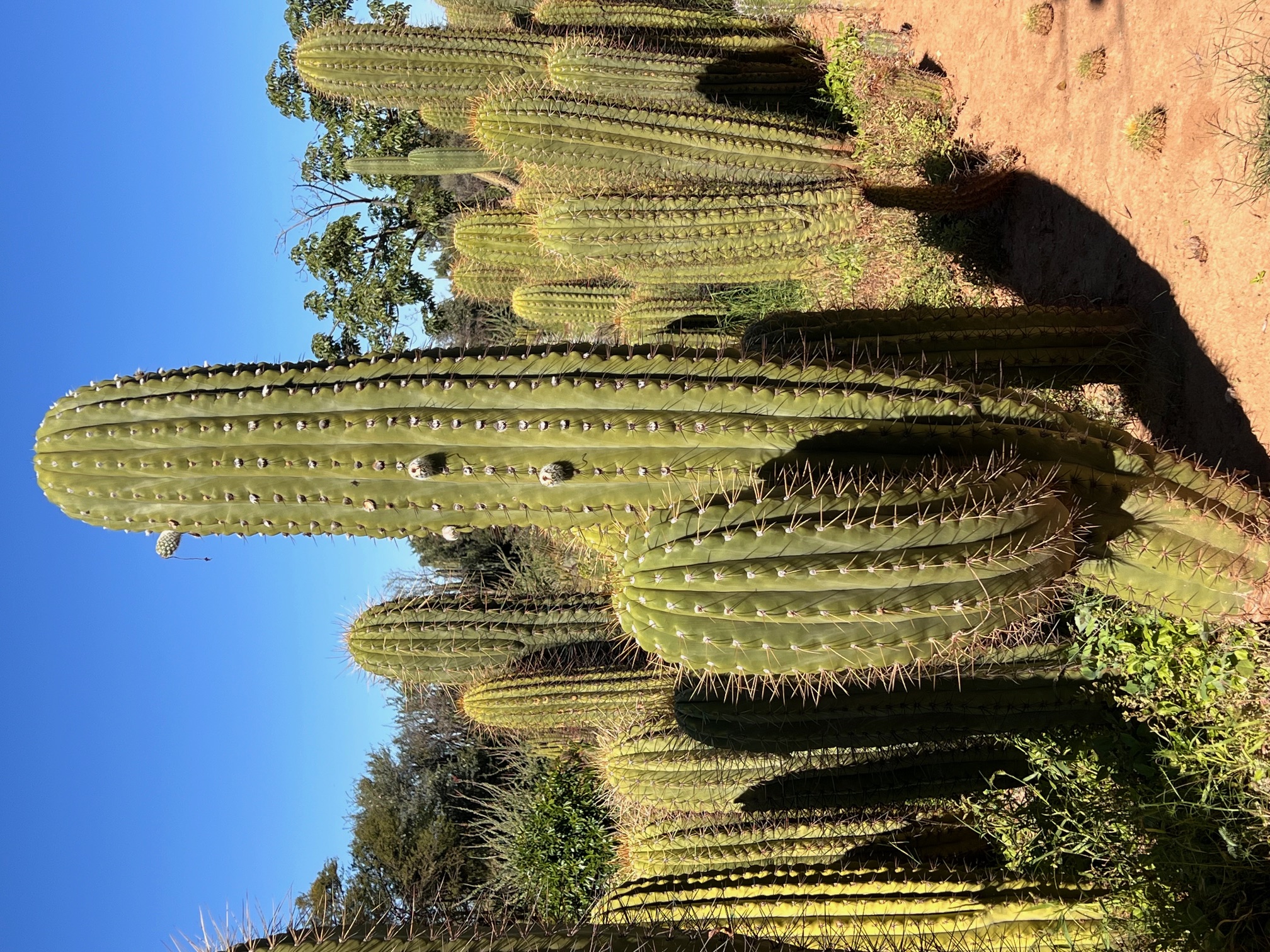 Trichocereus tersheckii