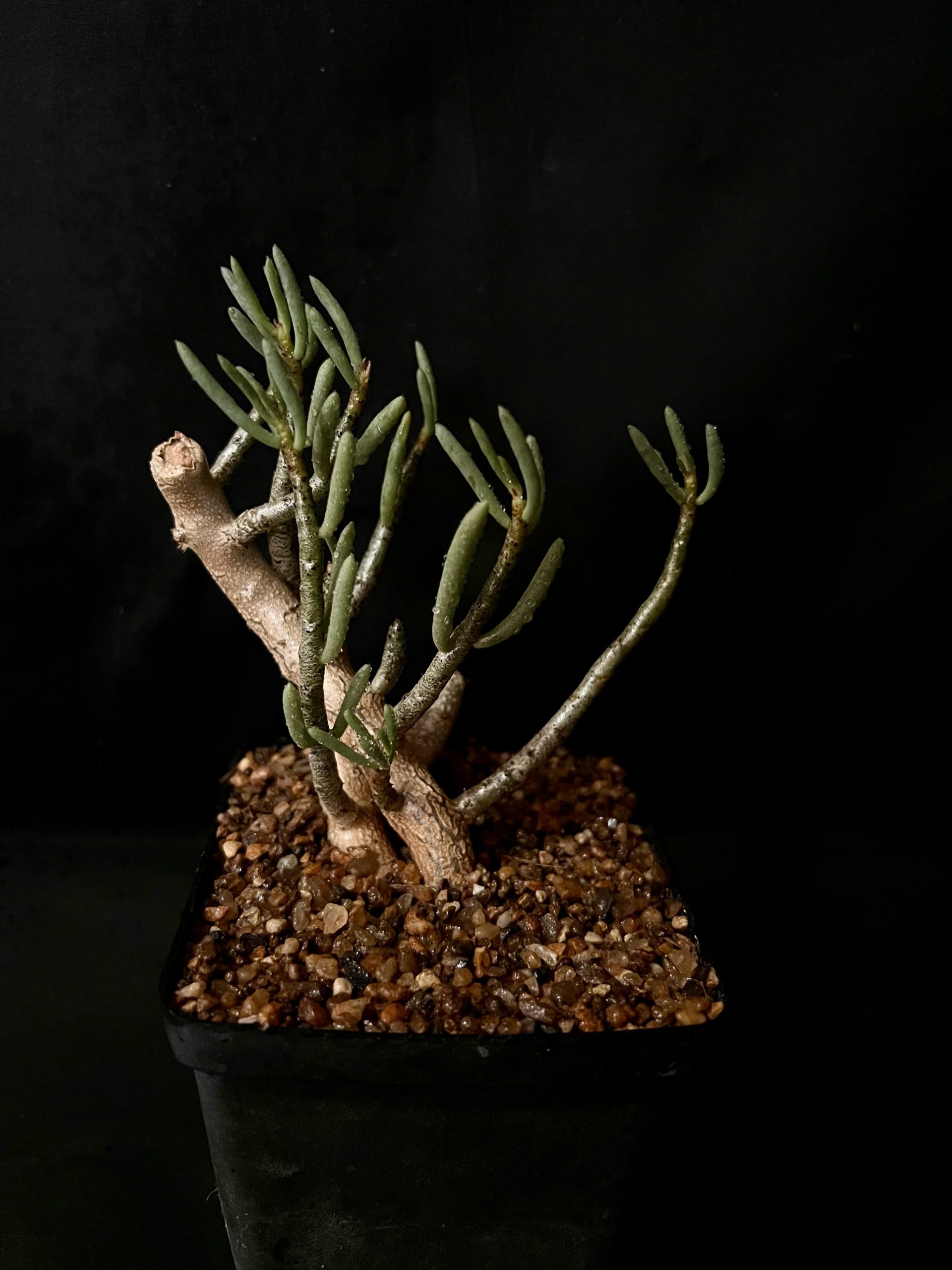 Tylecodon bucholziana