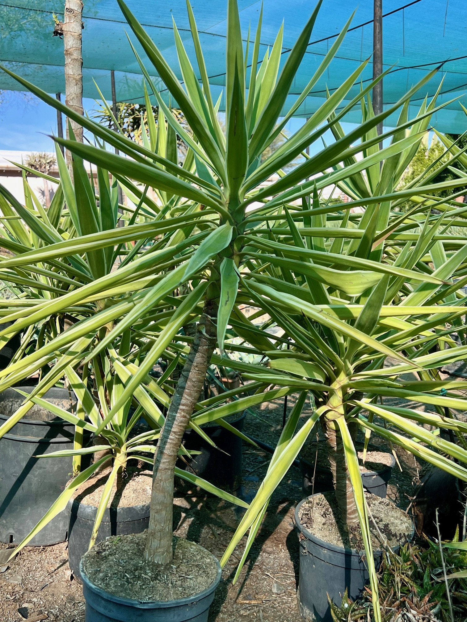 Yucca elephantopis variegated
