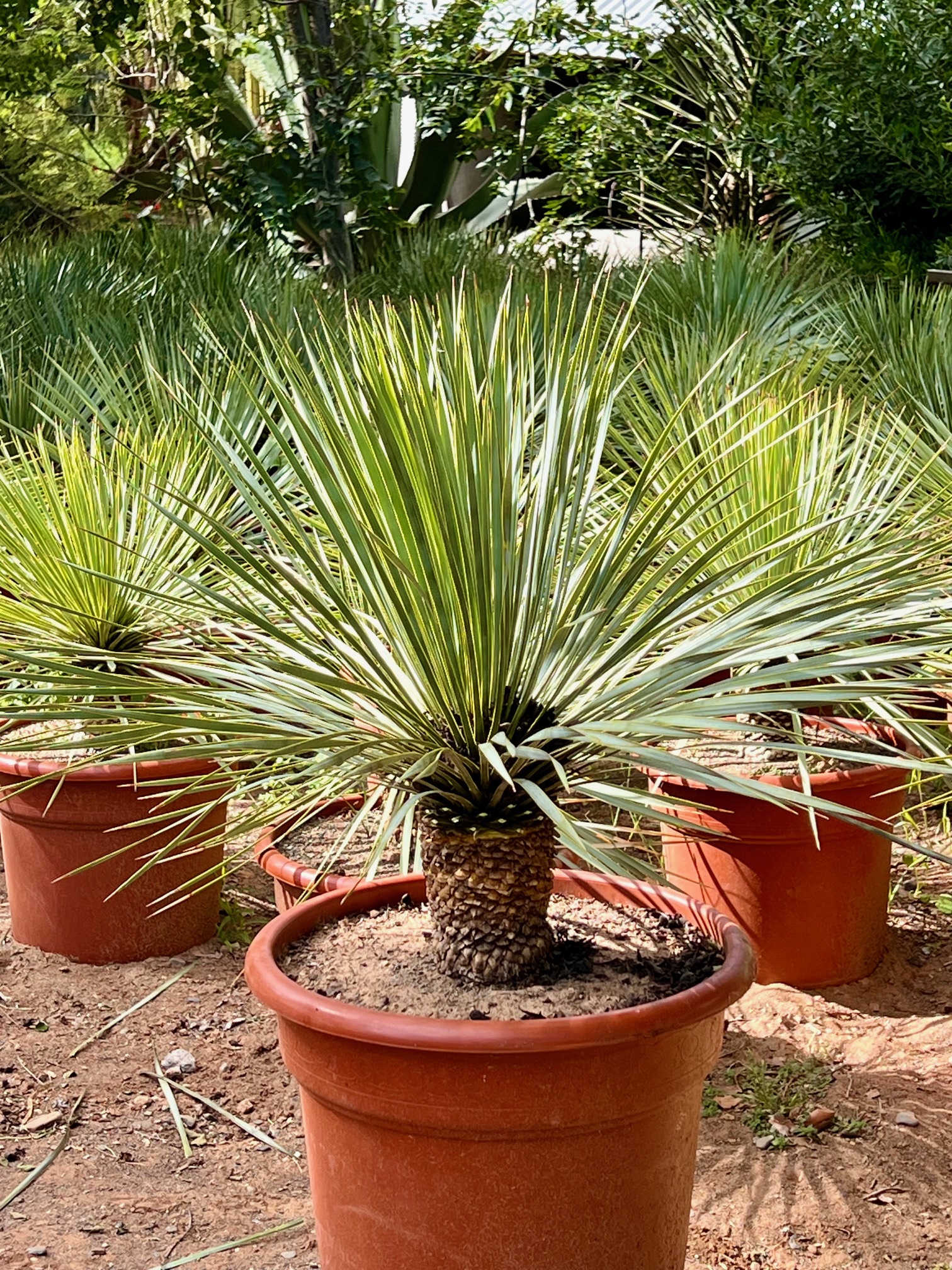 Yucca rostrata