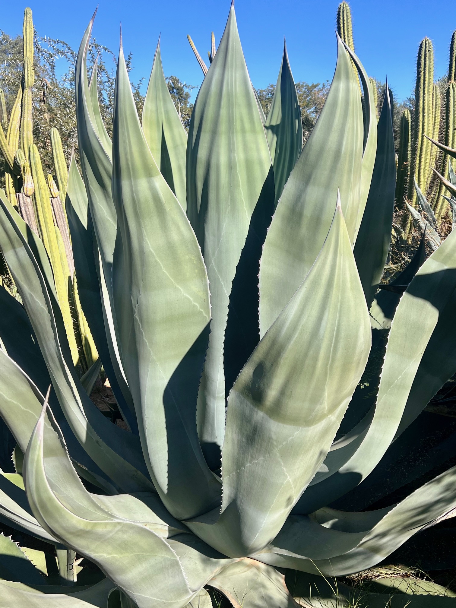 Agave salmiana var. salmiana