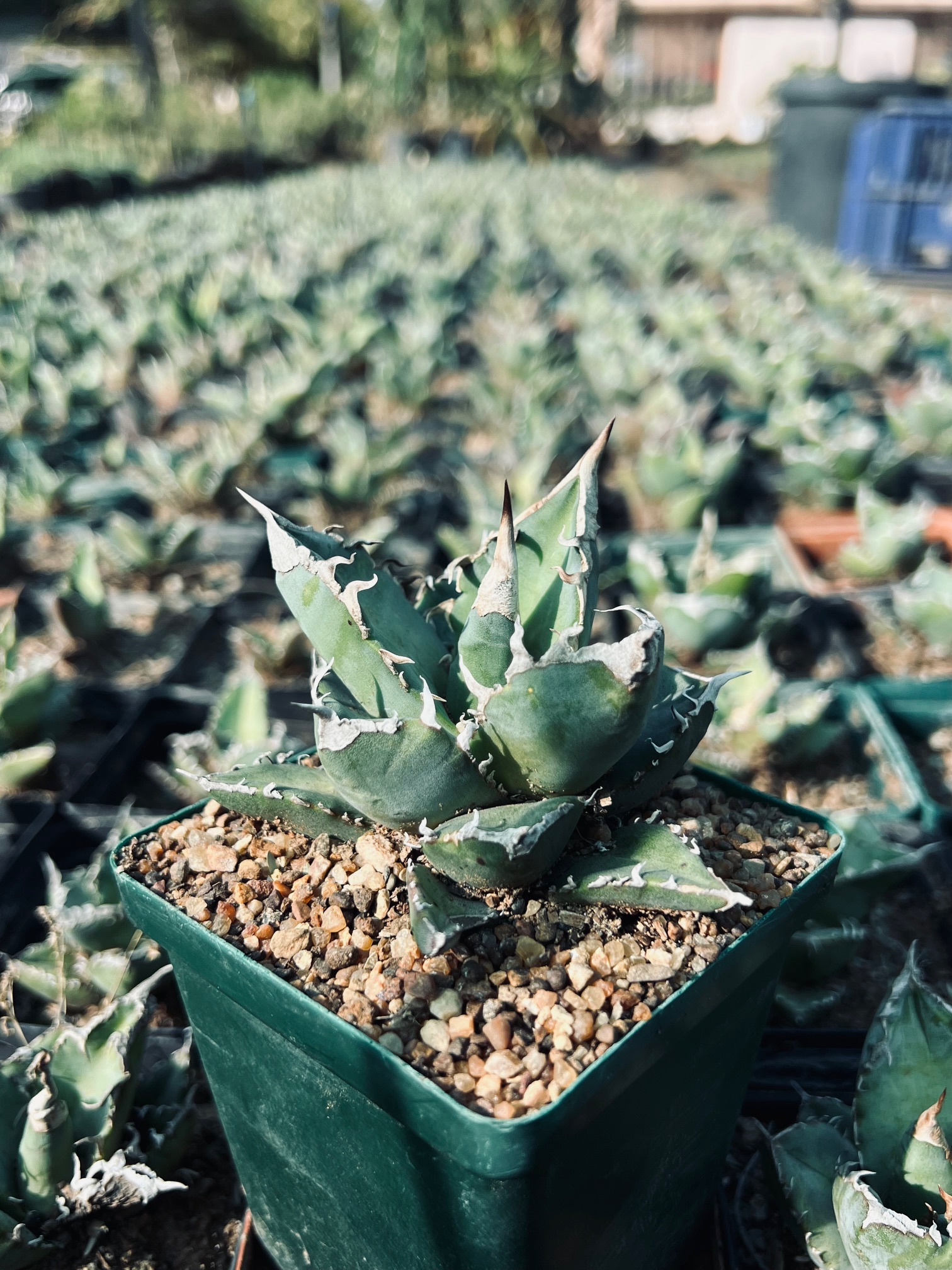 Agave titanota