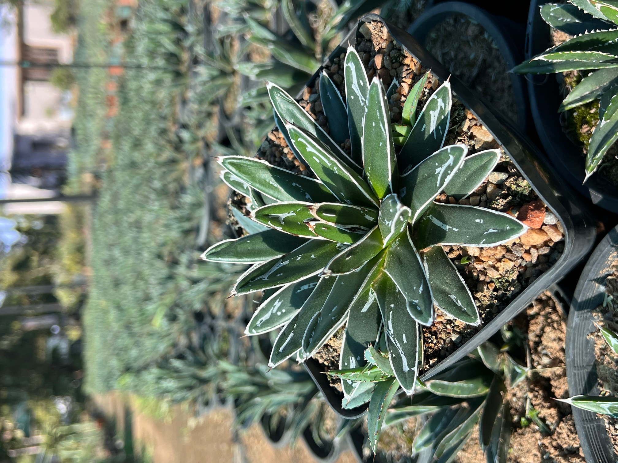 Agave victoria regina