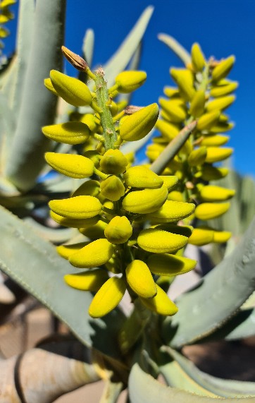 Aloidendron dichotoma - Image 2