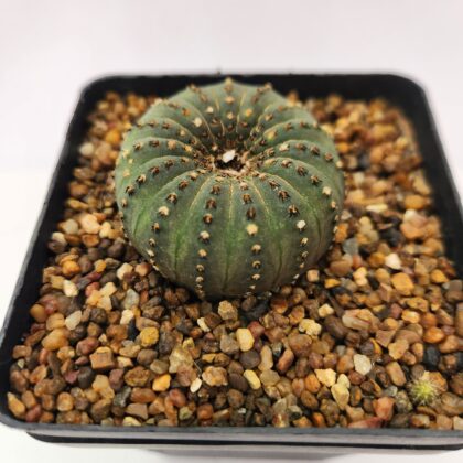 Frailea castanea